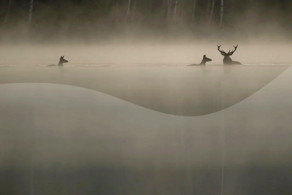 elographie-le-chant-des-forets